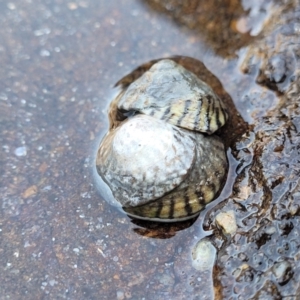 Bembicium nanum at Narrawallee, NSW - 28 Aug 2022