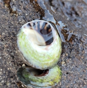 Bembicium nanum at Narrawallee, NSW - 28 Aug 2022