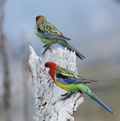 Platycercus eximius (Eastern Rosella) at Molonglo River Reserve - 28 Aug 2022 by JimL
