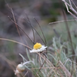 Leucochrysum albicans subsp. tricolor at Molonglo Valley, ACT - 28 Aug 2022