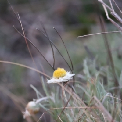 Leucochrysum albicans subsp. tricolor (Hoary Sunray) at Molonglo River Reserve - 28 Aug 2022 by JimL