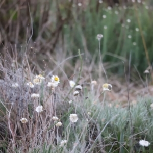 Leucochrysum albicans subsp. tricolor at Molonglo Valley, ACT - 28 Aug 2022