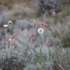 Leucochrysum albicans subsp. tricolor at Molonglo Valley, ACT - 28 Aug 2022