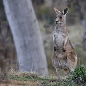 Macropus giganteus at Molonglo Valley, ACT - 28 Aug 2022