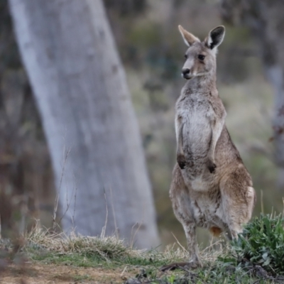 Macropus giganteus (Eastern Grey Kangaroo) at Molonglo Valley, ACT - 28 Aug 2022 by JimL
