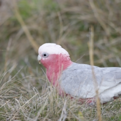 Eolophus roseicapilla (Galah) at Molonglo Valley, ACT - 28 Aug 2022 by JimL