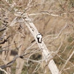 Gymnorhina tibicen (Australian Magpie) at Molonglo River Reserve - 28 Aug 2022 by JimL