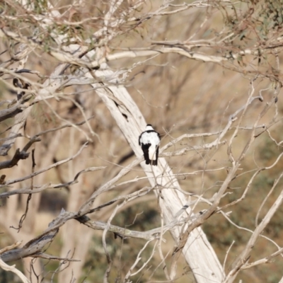 Gymnorhina tibicen (Australian Magpie) at Molonglo River Reserve - 28 Aug 2022 by JimL