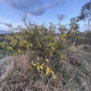 Acacia rubida at Molonglo Valley, ACT - 28 Aug 2022 05:41 PM