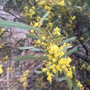 Acacia rubida at Molonglo Valley, ACT - 28 Aug 2022