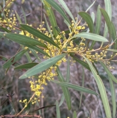 Acacia rubida at Molonglo Valley, ACT - 28 Aug 2022