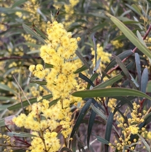 Acacia rubida at Molonglo Valley, ACT - 28 Aug 2022 05:41 PM