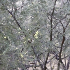 Acacia dealbata (Silver Wattle) at Molonglo Valley, ACT - 28 Aug 2022 by JimL