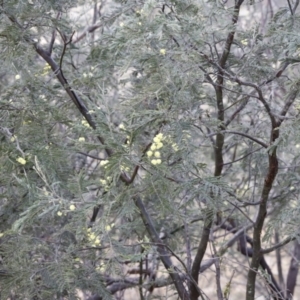 Acacia dealbata at Molonglo Valley, ACT - 28 Aug 2022 04:23 PM