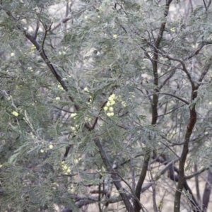 Acacia dealbata at Molonglo Valley, ACT - 28 Aug 2022