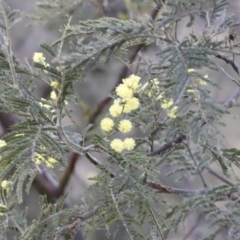 Acacia dealbata at Molonglo Valley, ACT - 28 Aug 2022 04:23 PM