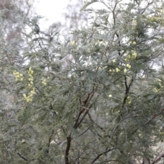 Acacia dealbata at Molonglo Valley, ACT - 28 Aug 2022