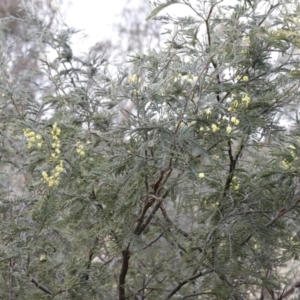 Acacia dealbata at Molonglo Valley, ACT - 28 Aug 2022 04:23 PM