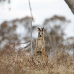 Macropus giganteus at Molonglo Valley, ACT - 28 Aug 2022