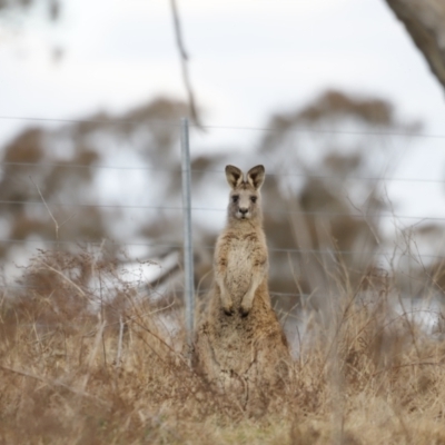 Macropus giganteus (Eastern Grey Kangaroo) at Molonglo Valley, ACT - 28 Aug 2022 by JimL