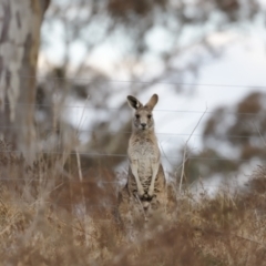 Macropus giganteus at Molonglo Valley, ACT - 28 Aug 2022