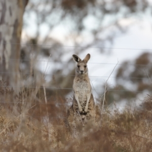 Macropus giganteus at Molonglo Valley, ACT - 28 Aug 2022