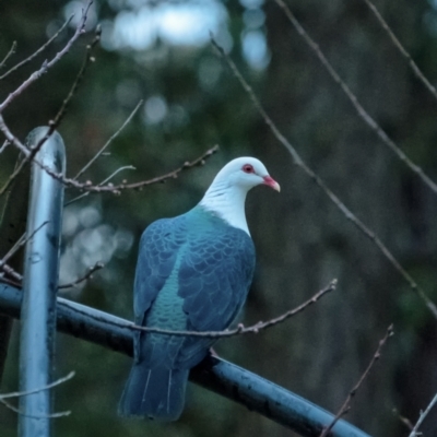 Columba leucomela (White-headed Pigeon) at Wingecarribee Local Government Area - 27 Aug 2022 by Aussiegall