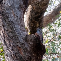 Callocephalon fimbriatum (Gang-gang Cockatoo) at Wingecarribee Local Government Area - 28 Aug 2022 by Aussiegall