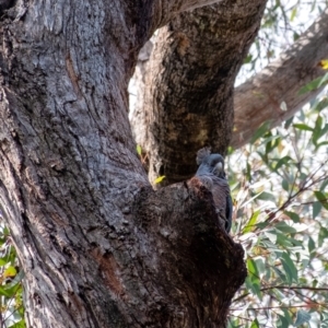 Callocephalon fimbriatum at Penrose, NSW - suppressed