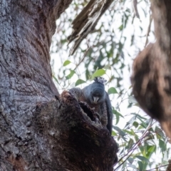 Callocephalon fimbriatum at Penrose, NSW - suppressed
