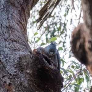 Callocephalon fimbriatum at Penrose, NSW - suppressed