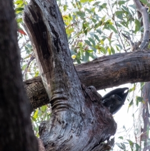 Callocephalon fimbriatum at Penrose, NSW - 28 Aug 2022