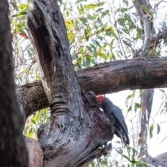 Callocephalon fimbriatum at Penrose, NSW - suppressed