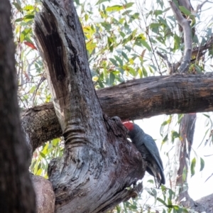 Callocephalon fimbriatum at Penrose, NSW - 28 Aug 2022