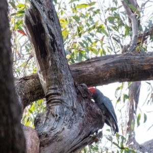 Callocephalon fimbriatum at Penrose, NSW - suppressed