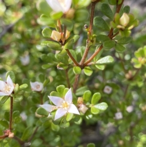 Boronia algida at Paddys River, ACT - suppressed