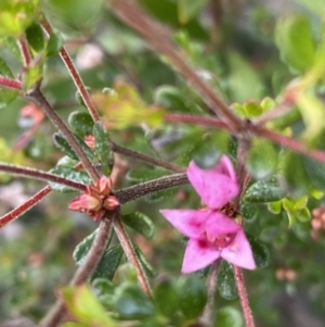 Boronia algida at Paddys River, ACT - suppressed