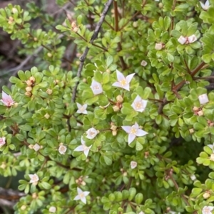 Boronia algida at Paddys River, ACT - suppressed