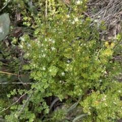 Boronia algida at Paddys River, ACT - suppressed