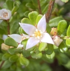 Boronia algida at Paddys River, ACT - suppressed