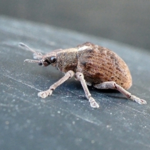 Gonipterus scutellatus at Yass River, NSW - 28 Aug 2022 02:21 PM