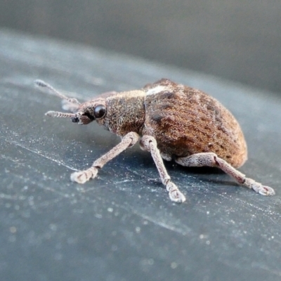 Gonipterus scutellatus (Eucalyptus snout beetle, gum tree weevil) at Rugosa - 28 Aug 2022 by SenexRugosus