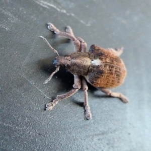 Gonipterus scutellatus at Yass River, NSW - 28 Aug 2022 02:21 PM