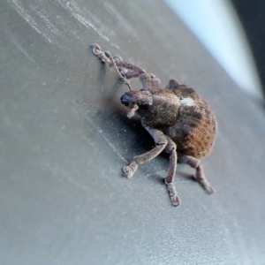 Gonipterus scutellatus at Yass River, NSW - 28 Aug 2022