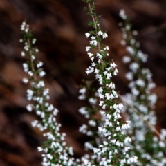 Cryptandra amara (Bitter Cryptandra) at Wingecarribee Local Government Area - 12 Aug 2022 by Aussiegall