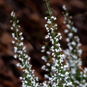 Cryptandra amara at Penrose, NSW - 12 Aug 2022