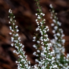 Unidentified Other Shrub (TBC) at Penrose, NSW - 12 Aug 2022 by Aussiegall