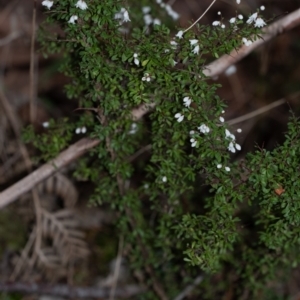 Cryptandra amara at Penrose, NSW - suppressed