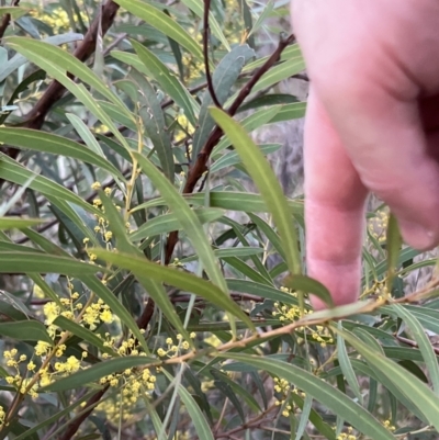 Acacia rubida (Red-stemmed Wattle, Red-leaved Wattle) at Molonglo Valley, ACT - 28 Aug 2022 by JimL