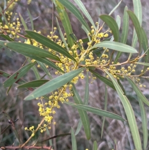 Acacia rubida at Molonglo Valley, ACT - 28 Aug 2022